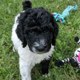 Poodle Puppies from Storybook Standards