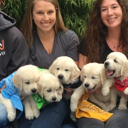 Golden Retriever and Goldendoodle Puppies from Lewis Goldens