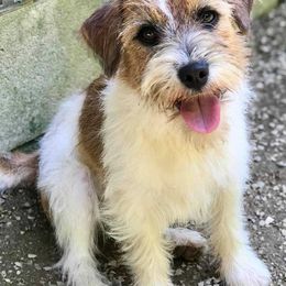 Preacher - Russell Terrier