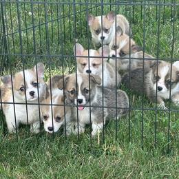 Puppy picks in order of deposits - Sable female Pembroke Welsh Corgi puppy in Urbana, Ohio from Edgewood Farm and Kennel