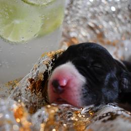 Great Dane Puppies from Gigantes de Cervantes