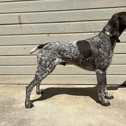 Copper - German Shorthaired Pointer