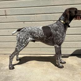 Copper - German Shorthaired Pointer
