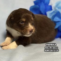 Paprika - Red tri-color male Australian Shepherd puppy in Bethany, Connecticut from Wynter Thyme Manor Australian shepherds