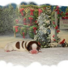 Pebbles AKC - Liver and white female Shih Tzu puppy in Lawrenceburg, Tn, Tennessee from Shedd's Shih Tzus