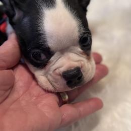 Robyn - Black and white male Boston Terrier puppy in Covington, Georgia from Tuxedo Bostons of Atlanta