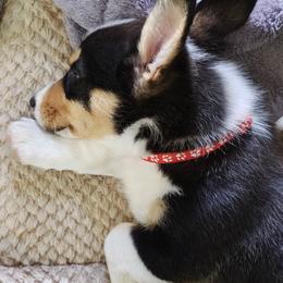 Pembroke Welsh Corgi Puppies from Ruidoso's Crowned Companions
