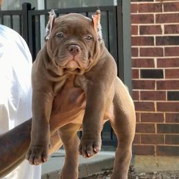 Pudge - Chocolate tri-color male American Bully puppy in Dallas, Texas from Manuia Kennels