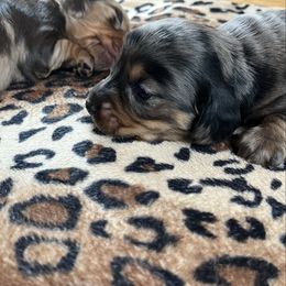 Dark girl - Dapple female Dachshund puppy in Windsor, Colorado from Murry’s minis