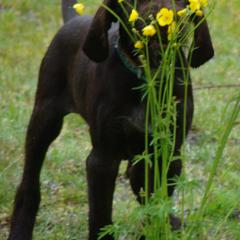 German Wirehaired Pointer Puppies from Inverness Kennels