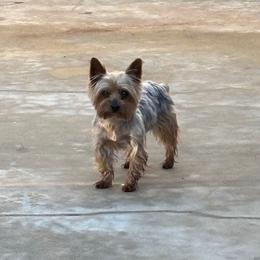 Coco - Yorkshire Terrier