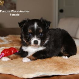 Itty Bitty girl - Black tri female Toy Australian Shepherd puppy in Chandler, Oklahoma from Parsons Place Aussies