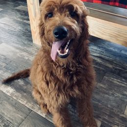 Clara Bell - Goldendoodle