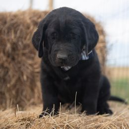 Dilute Retriever Puppies from Prairie Hills Labs
