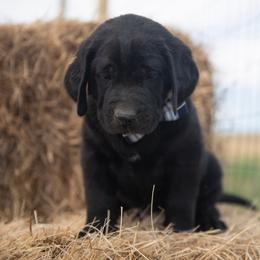 Dilute Retriever Puppies from Prairie Hills Labs
