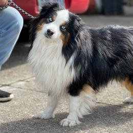 Dealer - Toy Australian Shepherd
