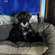Standard Schnauzer Puppies from Stahlkrieger Standard Schnauzers