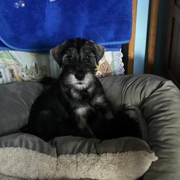 Standard Schnauzer Puppies from Stahlkrieger Standard Schnauzers