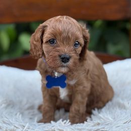 Rue - Red male Cavapoo puppy in Wellington, Florida from Heritage Home Cavapoos