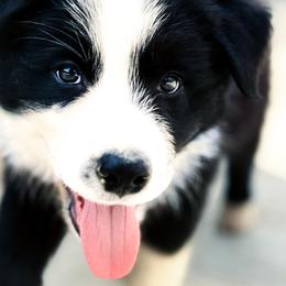 Maverick (BK I'll Fly With You) - Black and white male Border Collie puppy in Brazil, Indiana from Brilliant Kennels