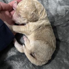 Pumpkin - Gold male Bordoodle puppy in Indianapolis, Indiana from Indiana Bordoodles