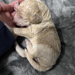 Pumpkin - Gold male Bordoodle puppy in Indianapolis, Indiana from Indiana Bordoodles