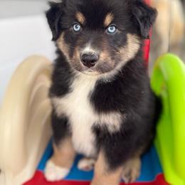 Boy 3 - Black & white male Australian Shepherd puppy in Casco, Michigan from Colorful Dreamers Australian Shepherds