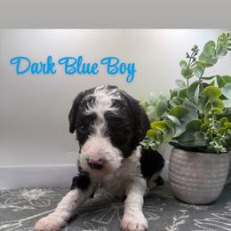 Boy 2 - Parti male Poodle puppy in Travelers Rest, South Carolina from Hampshire Hill’s Standard Poodles