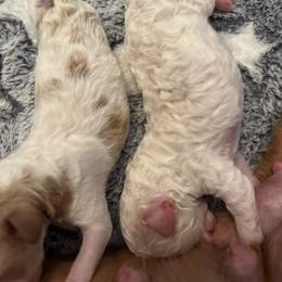 Anakin - Blenheim male Cavapoo puppy in Chattanooga, Tennessee from Scenic City Doodles