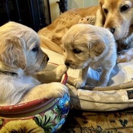 Golden Retriever Puppies from Brody's Golden Retriever Puppies