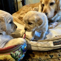 Golden Retriever Puppies from Brody's Golden Retriever Puppies