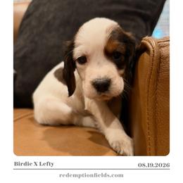 Cypress - Liver white and tan male English Springer Spaniel puppy in Arcadia, Florida from Redemption Fields Springer Spaniels