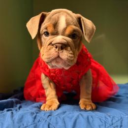 Huckleberry - Lilac tri-color female Bulldog puppy in Marysville, Washington from English Bulldogs WA