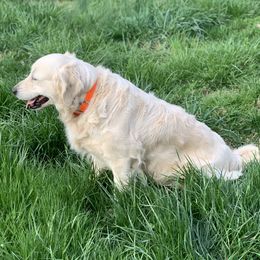 Faith - Golden Retriever