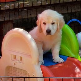 Golden Retriever Puppies from Cruz'n Golden Retrievers