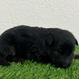 Kara - Black and red female German Shepherd puppy in Quartz Hill, California from Von Gonzalez Kennel