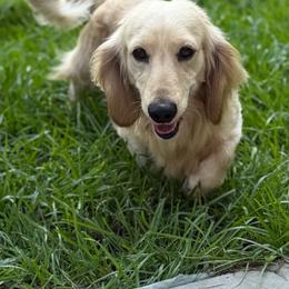 Copper - Cream male Dachshund puppy in Lumber City, Georgia from Willow Run LLC