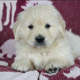 Finn - Light golden male Golden Retriever puppy in Saint Joe, Indiana from Golden Acres Farm