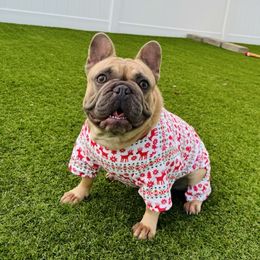 BOBA - French Bulldog