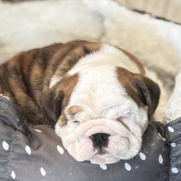 Boy 2 - male Bulldog puppy in Uniontown, Ohio from Slaterpryce Bulldogs