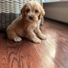 Hopper - Buff male Cockapoo puppy in Alexandria, Alabama from Bright and Beautiful Cockapoos and Doodles