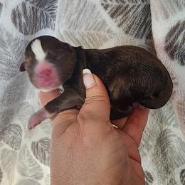 Cider - Red & white male Miniature Australian Shepherd puppy in Marysville, Washington from Garay Mini Aussies