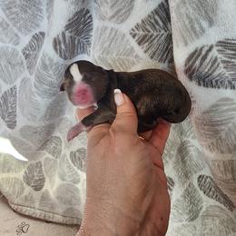 Cider - Red & white male Miniature Australian Shepherd puppy in Marysville, Washington from Garay Mini Aussies