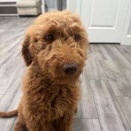 Red - Red  male Goldendoodle puppy in Bakersfield, California from Lavish Doodles