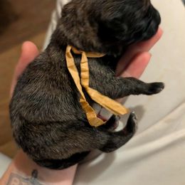 Girl 1 - female Dutch Shepherd puppy in Battle Ground, Washington from van Horushuis Dutch Shepherds