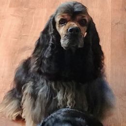 Cocker Spaniels and Doberman Pinschers from Tamra's