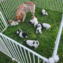 French Brittany Puppies from Staunch Point Kennel