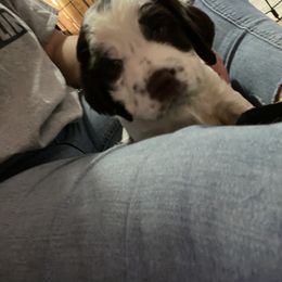 English Springer Spaniel Puppies from Cedar Ridge Kennels