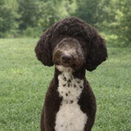 Poodle All Grown Up from Tailored poodles