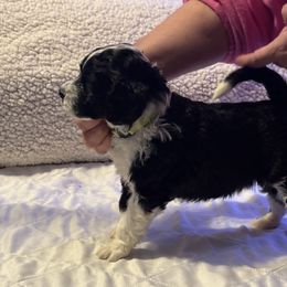 Boy 3 - Portuguese Water Dog puppy from Aarbelle’s Portuguese water dogs